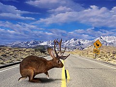 Jackalope Crossing